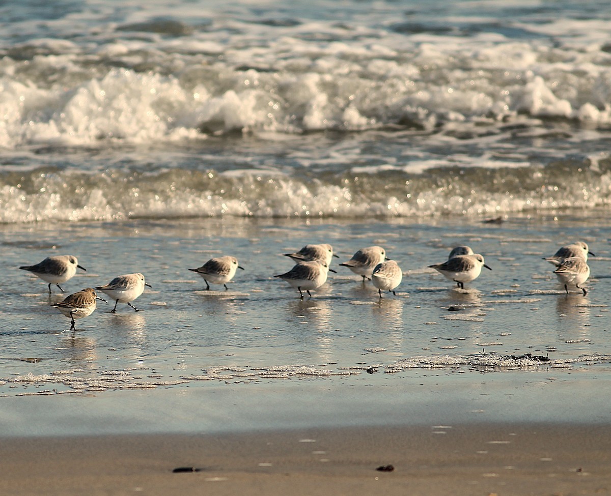 Sanderling - ML646535337