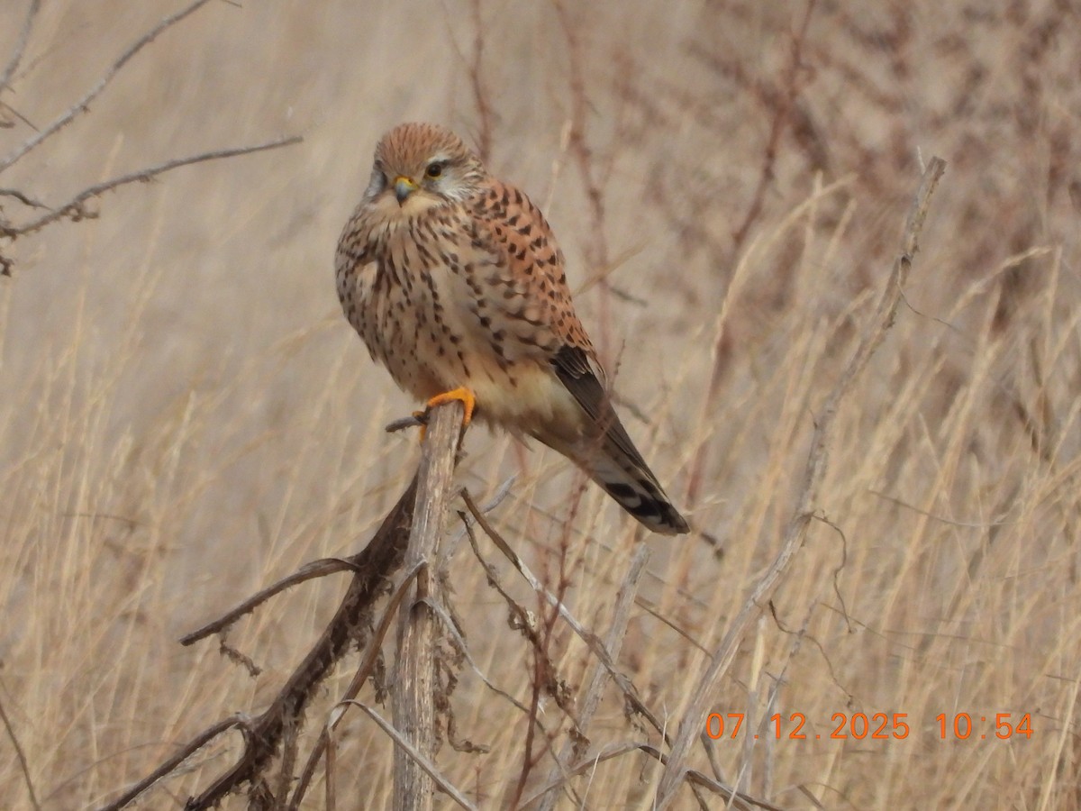 Gheppio - ML646535340