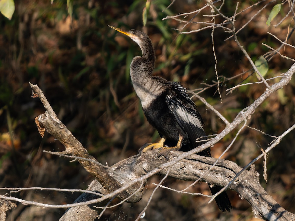 Anhinga - ML646535343