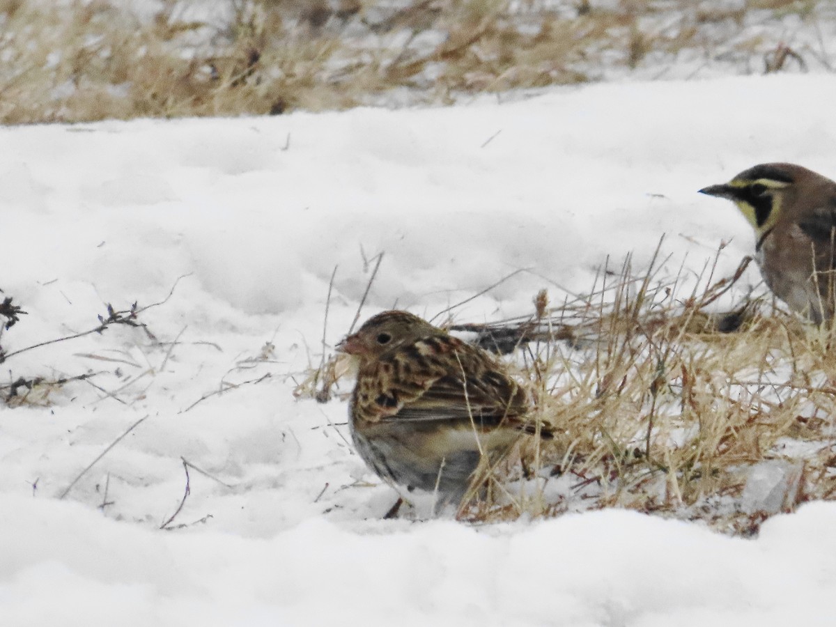 Gelbkehl-Spornammer - ML646535346