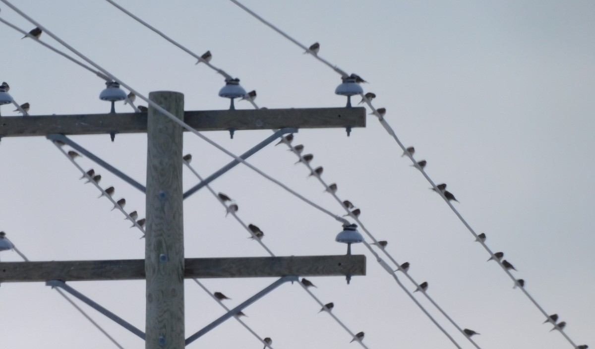 鐵爪鵐 - ML646535347