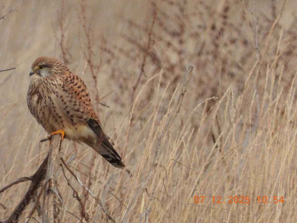 Gheppio - ML646535348