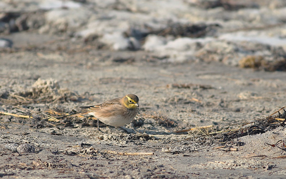 Horned Lark - ML646535350