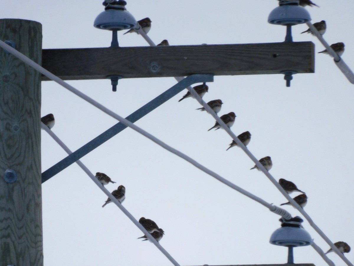 鐵爪鵐 - ML646535354