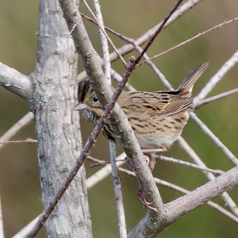Lincoln's Sparrow - ML646535355