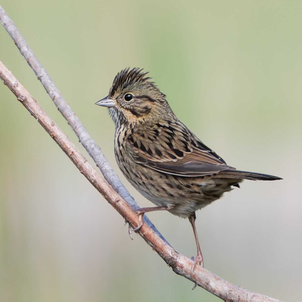 Lincoln's Sparrow - ML646535356