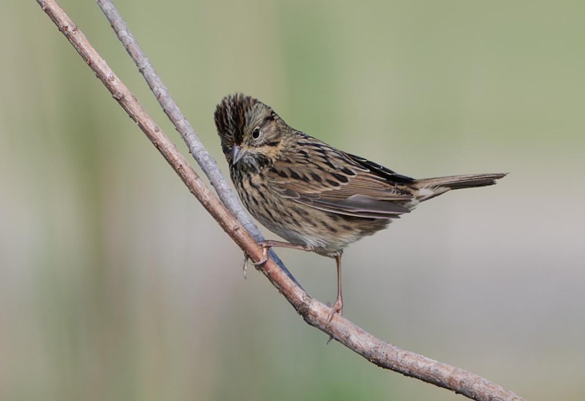 Lincoln's Sparrow - ML646535357