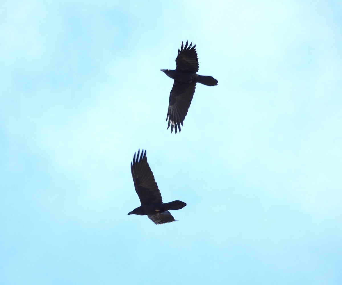 Common Raven - ML646535358