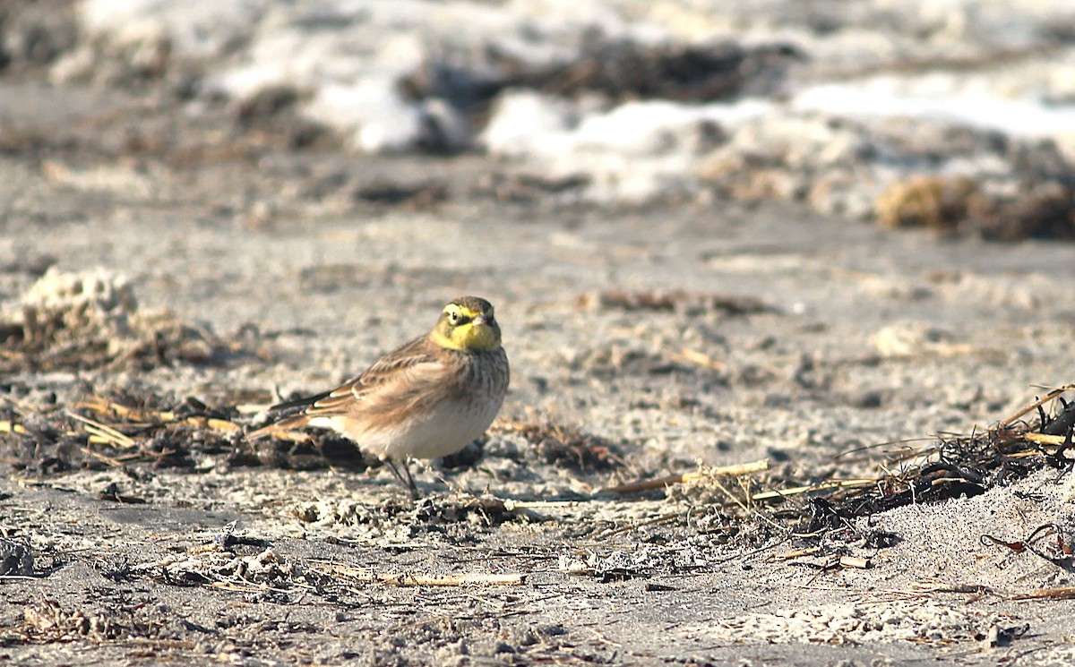 Horned Lark - ML646535359