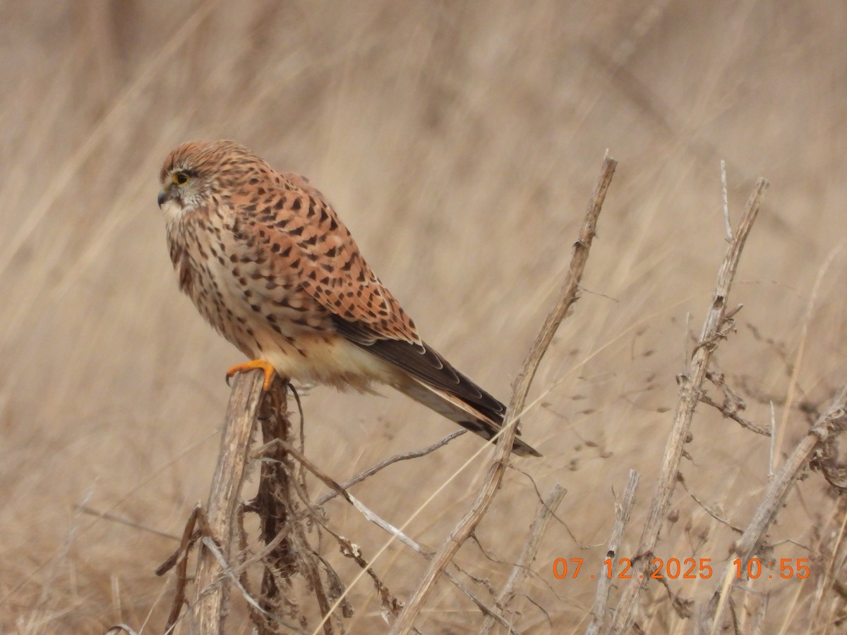 Gheppio - ML646535362