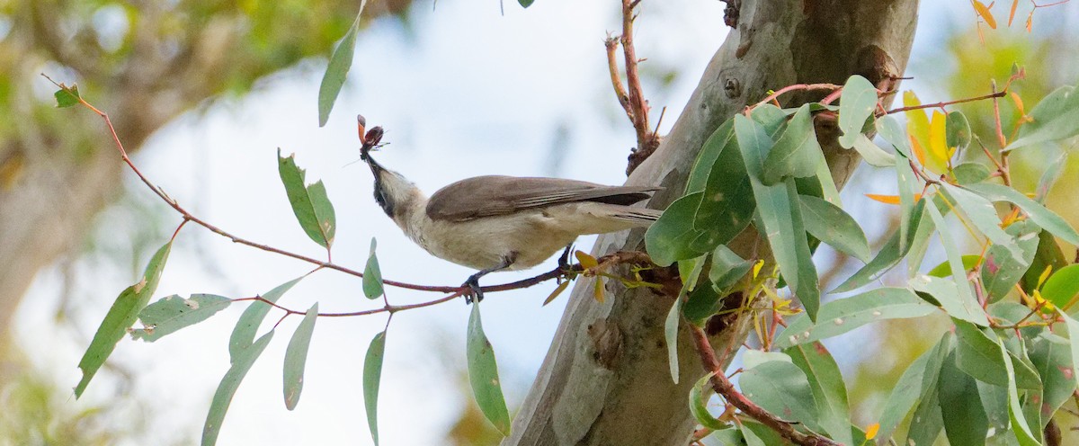 Little Friarbird - ML646535364