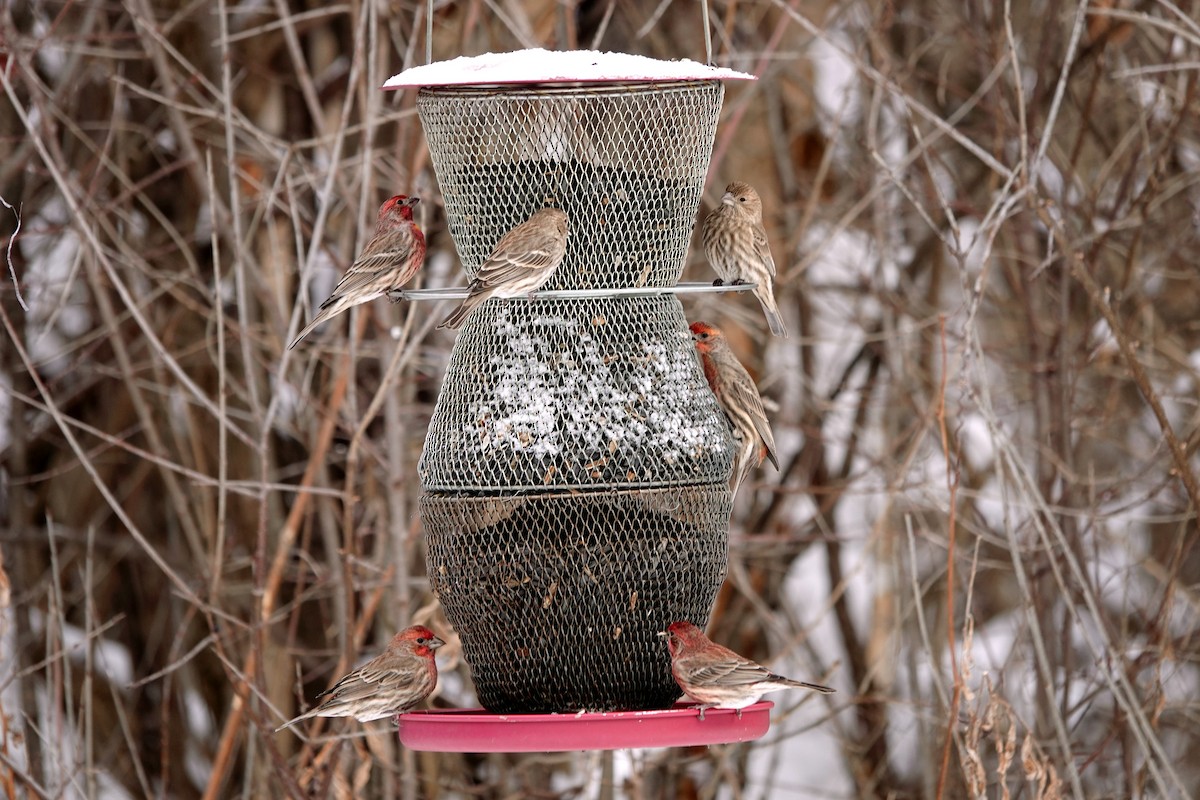 Мексиканская чечевица - ML646535369