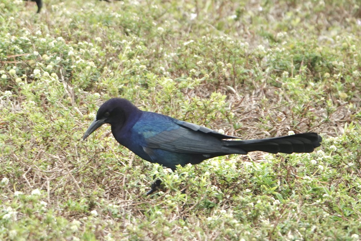 Boat-tailed Grackle - ML646535370