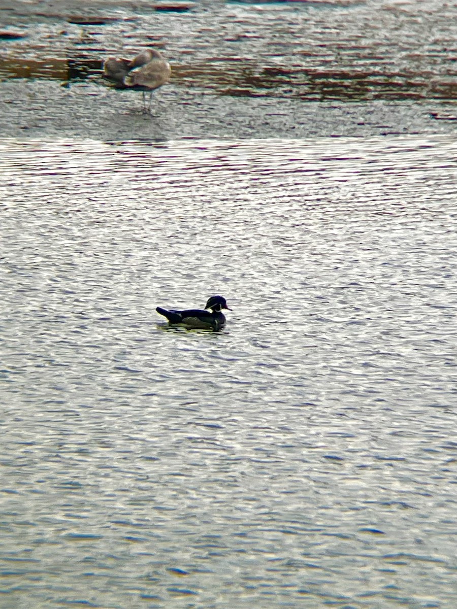 Wood Duck - ML646535374