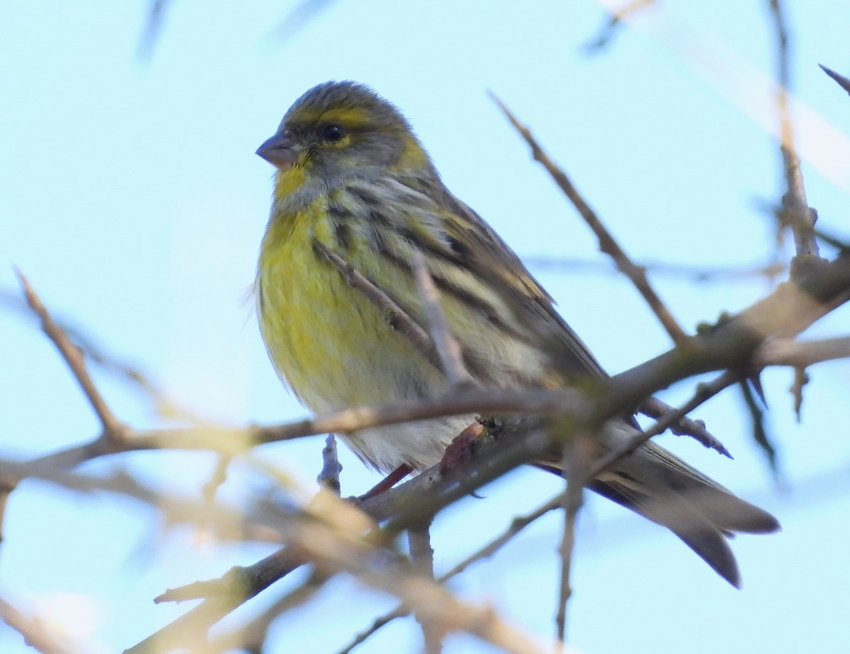 בזבוז אירופי - ML646535375