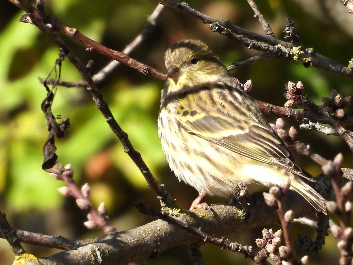 בזבוז אירופי - ML646535379