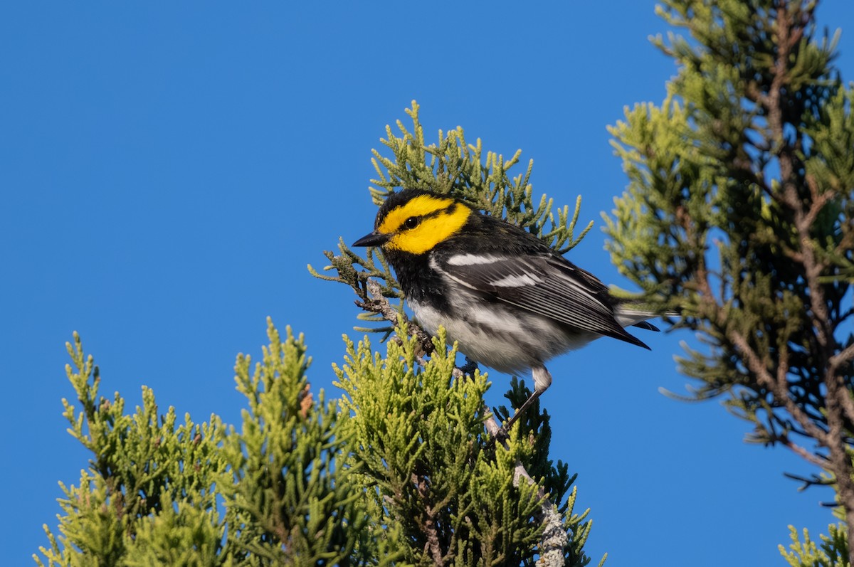 Golden-cheeked Warbler - ML646535381