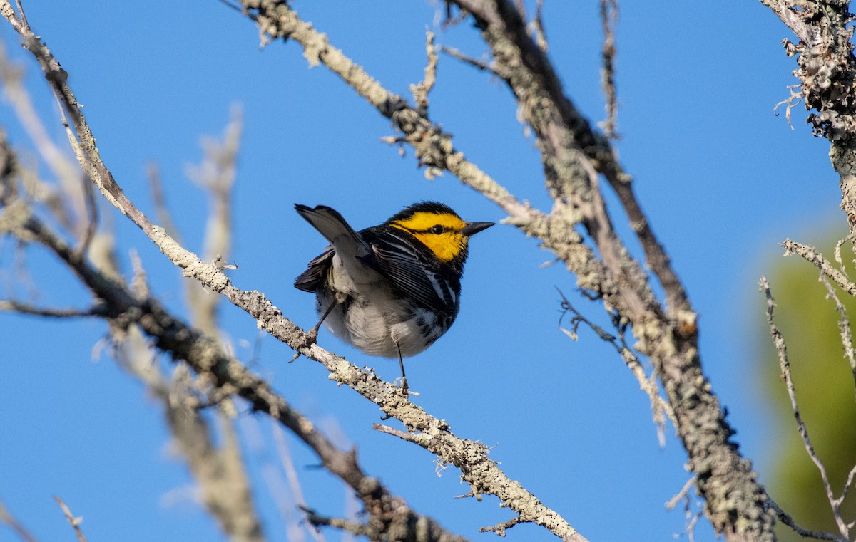 Golden-cheeked Warbler - ML646535382