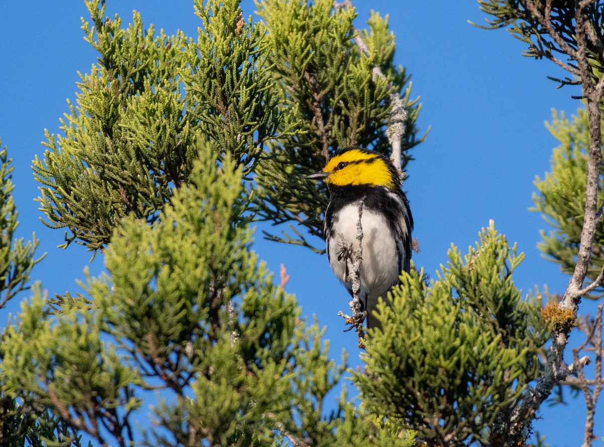 Golden-cheeked Warbler - ML646535383