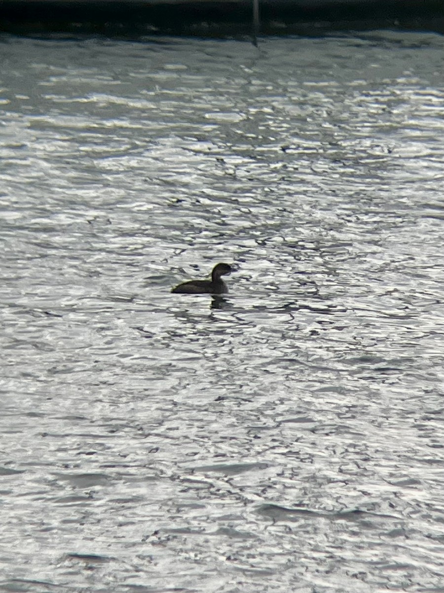 Pied-billed Grebe - ML646535384