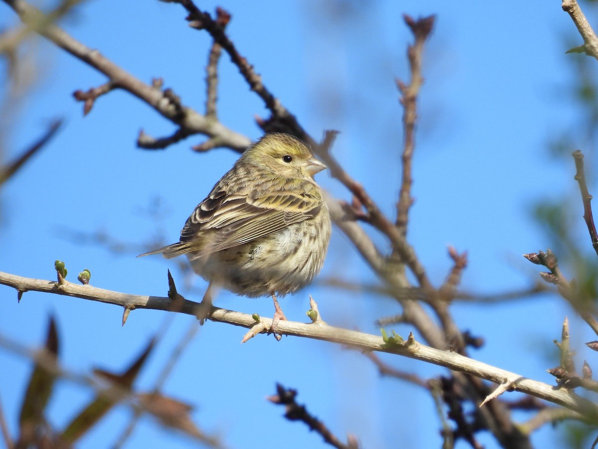 בזבוז אירופי - ML646535386