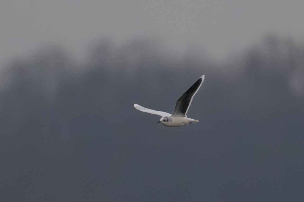 Little Gull - ML646535387