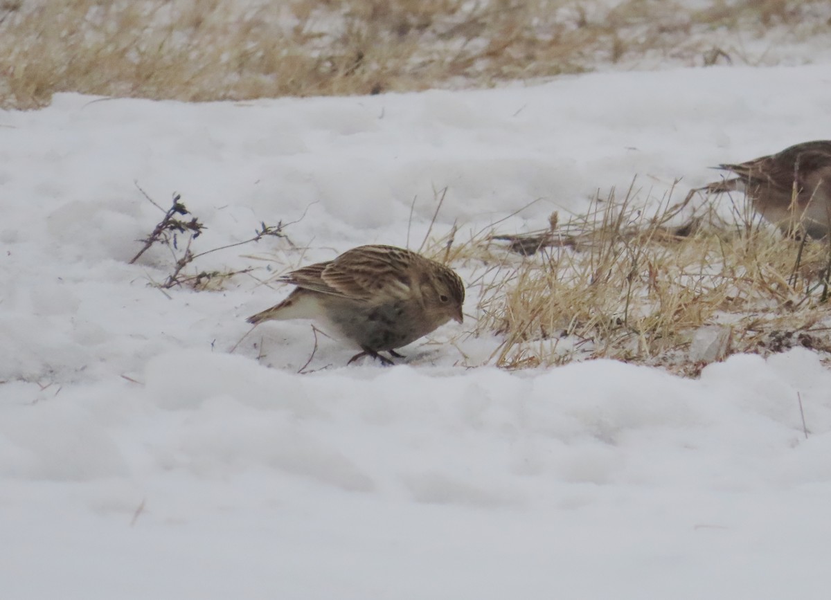 Gelbkehl-Spornammer - ML646535388