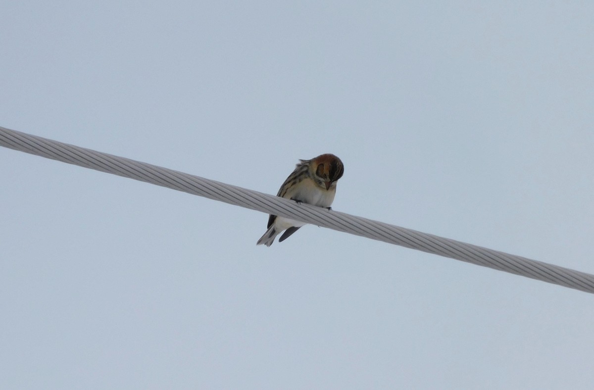 鐵爪鵐 - ML646535390