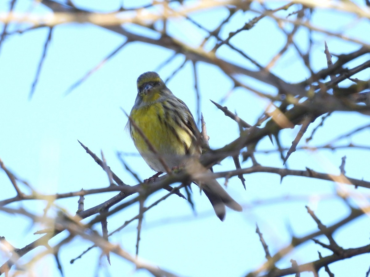 בזבוז אירופי - ML646535391