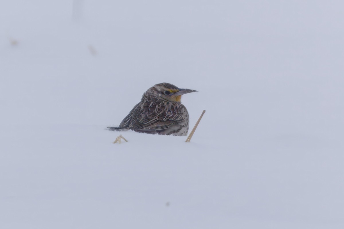 Western Meadowlark - ML646535395
