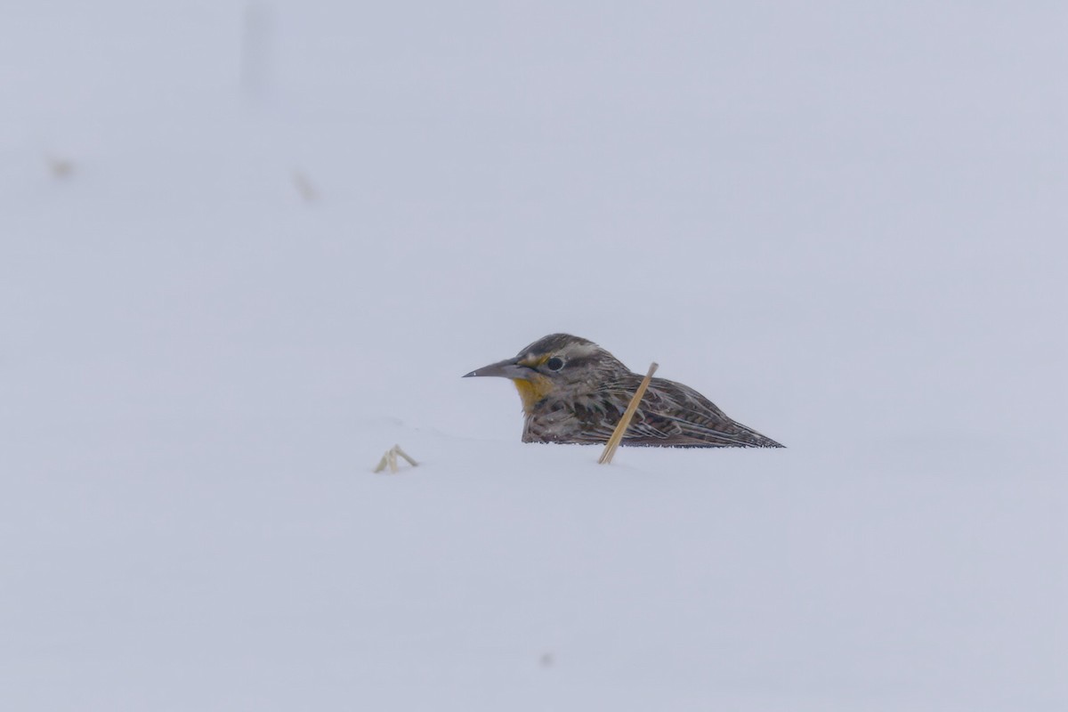 Western Meadowlark - ML646535396