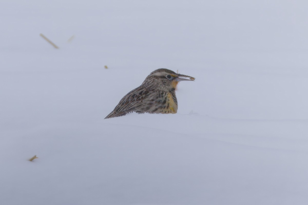 Western Meadowlark - ML646535399