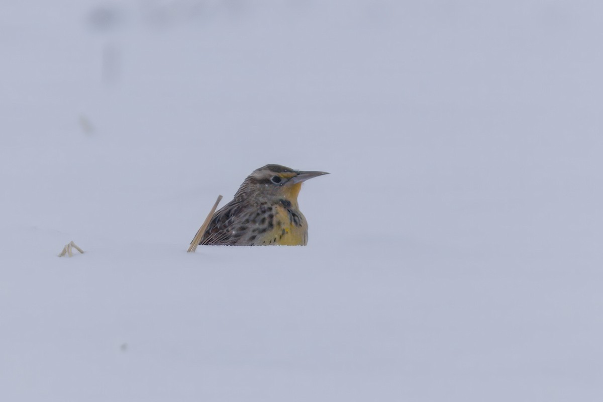 Western Meadowlark - ML646535400