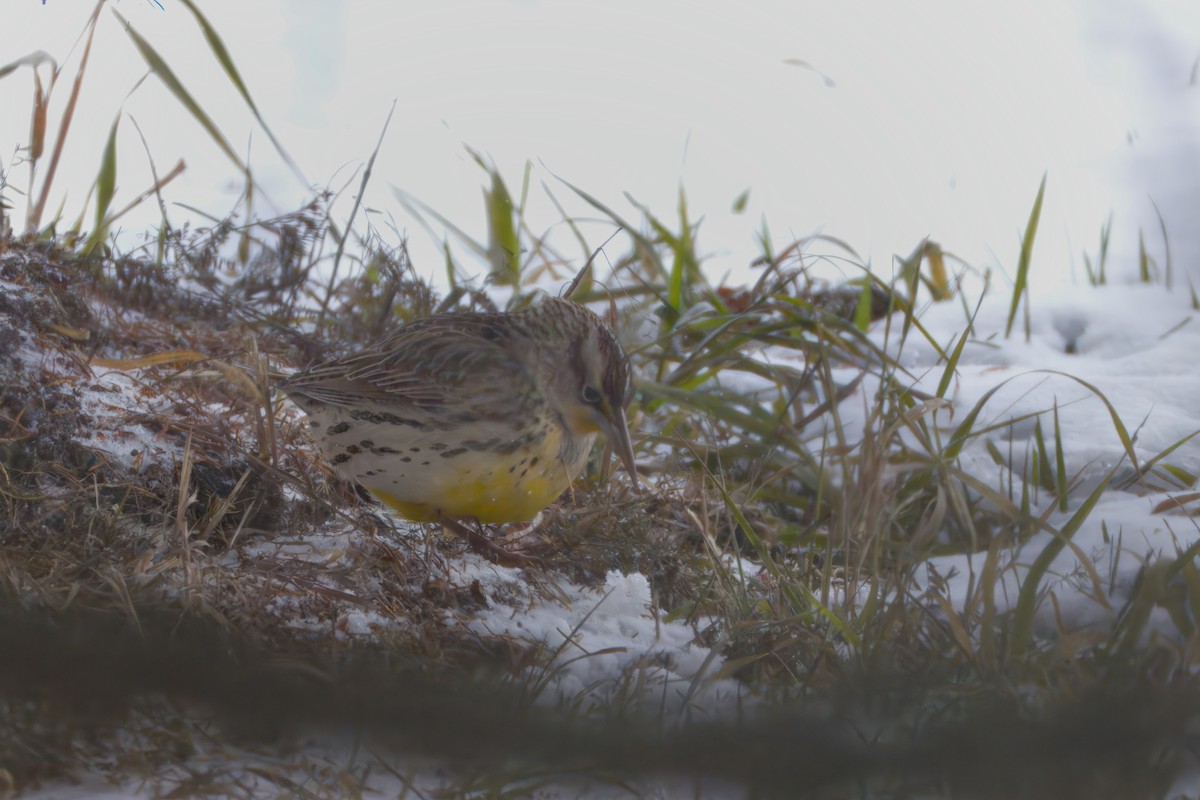 Western Meadowlark - ML646535401