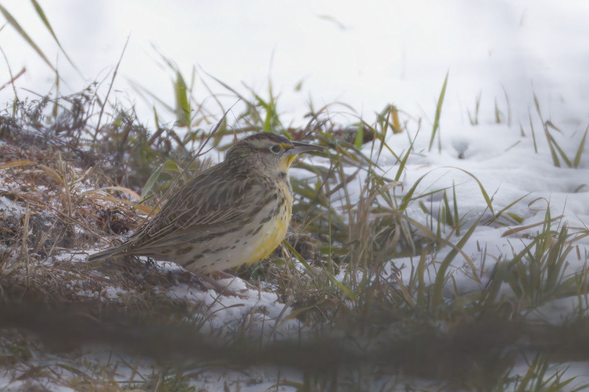 Western Meadowlark - ML646535402