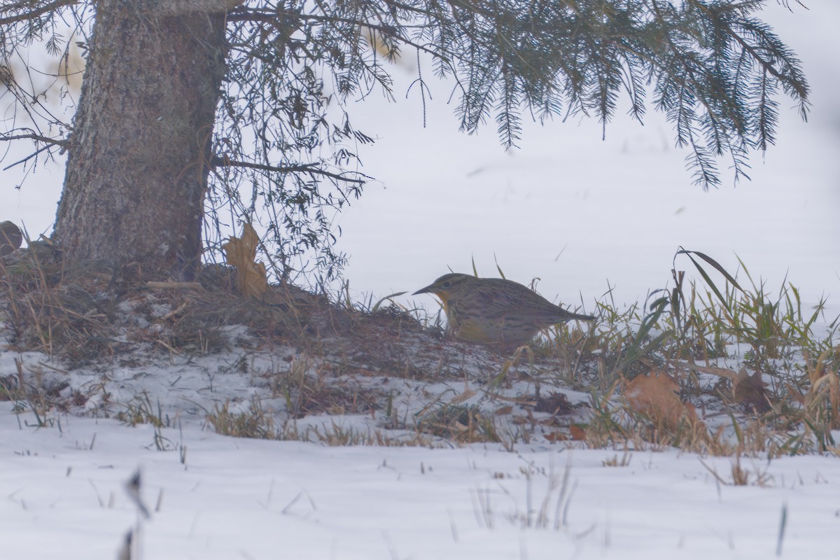 Western Meadowlark - ML646535403