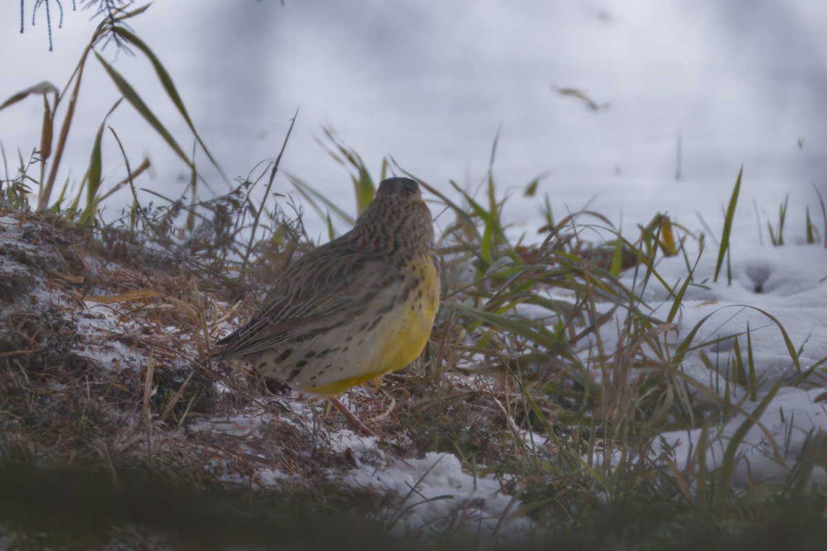 Western Meadowlark - ML646535404