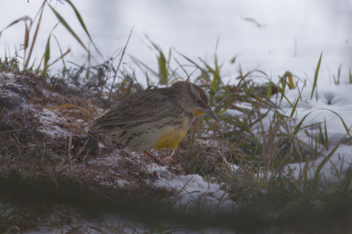 Western Meadowlark - ML646535406
