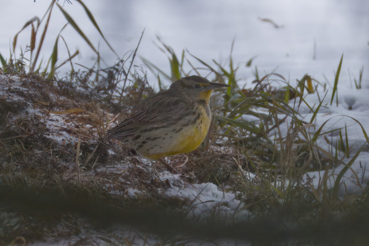 Western Meadowlark - ML646535407