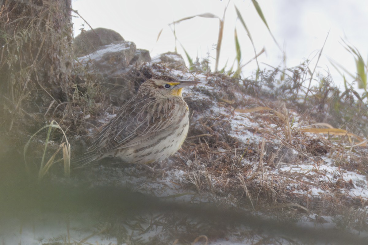 Western Meadowlark - ML646535408