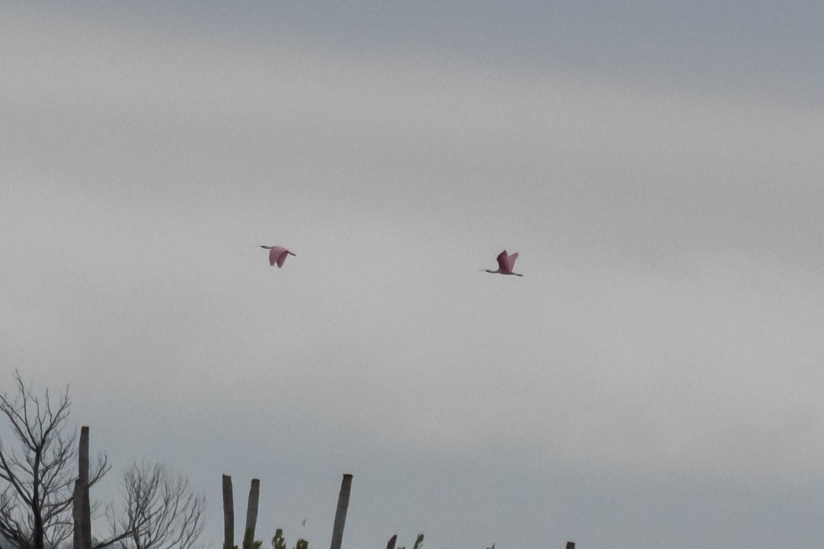 Roseate Spoonbill - ML646535409