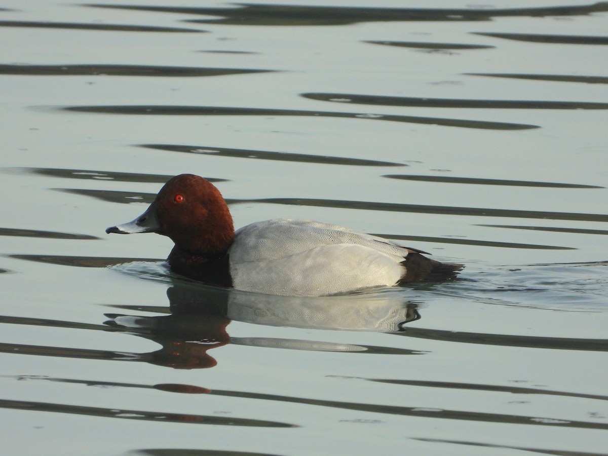 Common Pochard - ML646535411