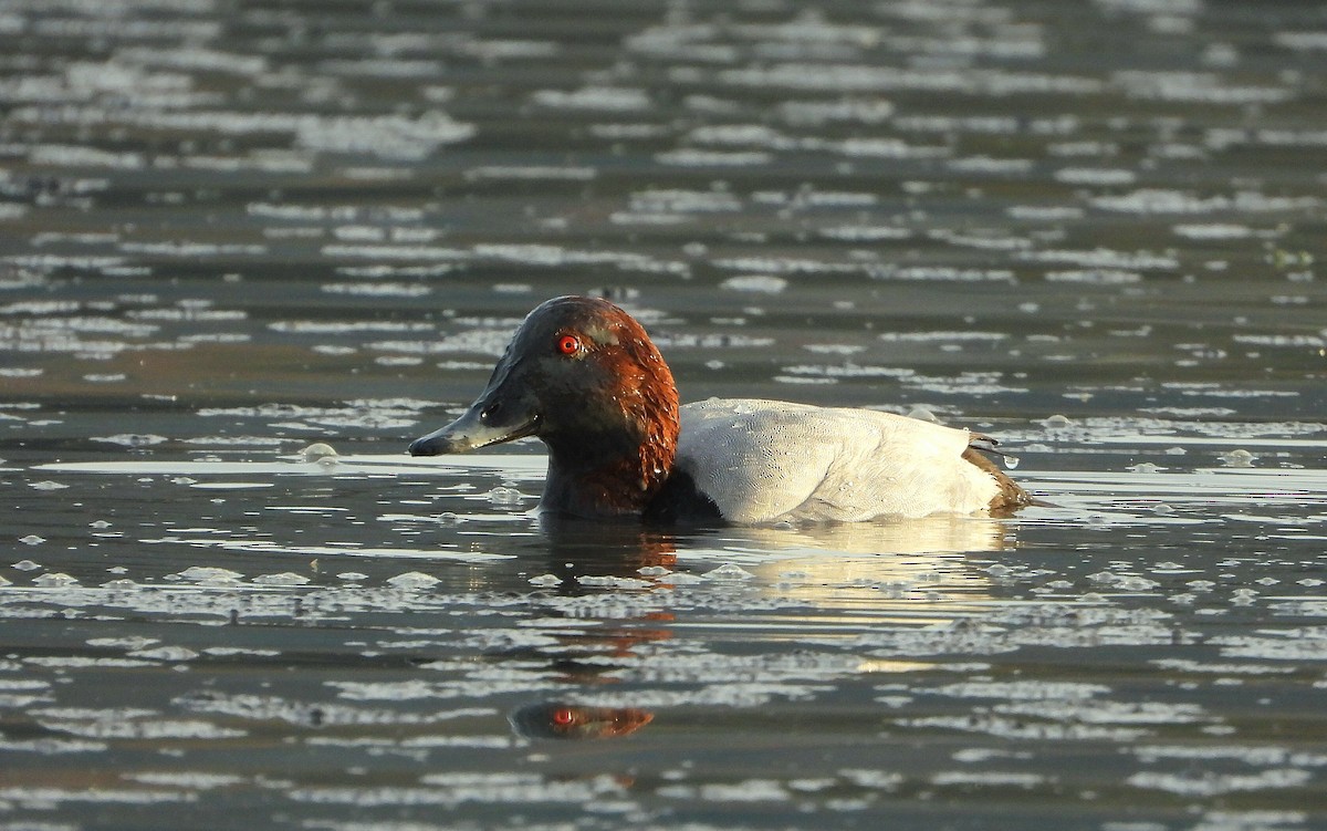 Common Pochard - ML646535412