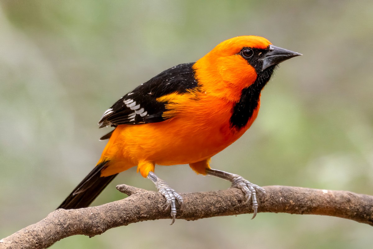 オレンジムクドリモドキ - ML646535414