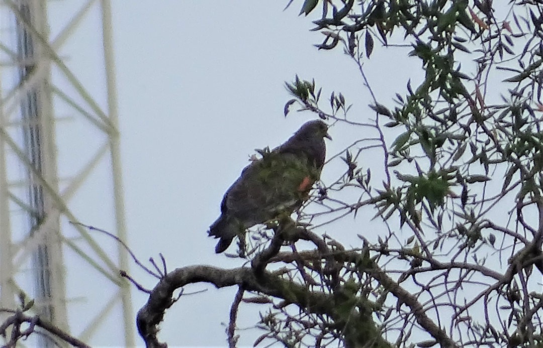 Picazuro Pigeon - ML646535415