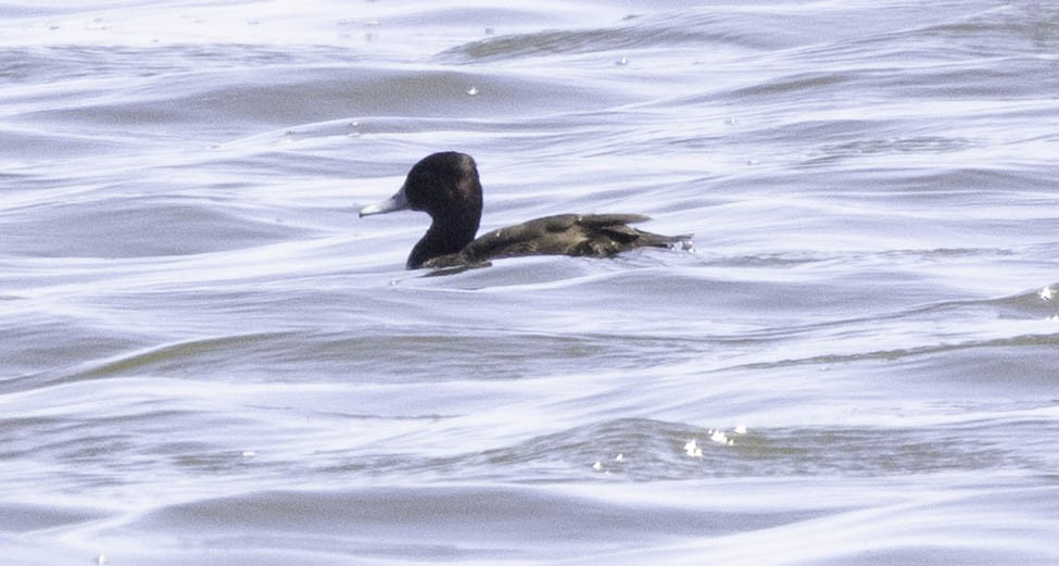 Southern Pochard - ML646535416