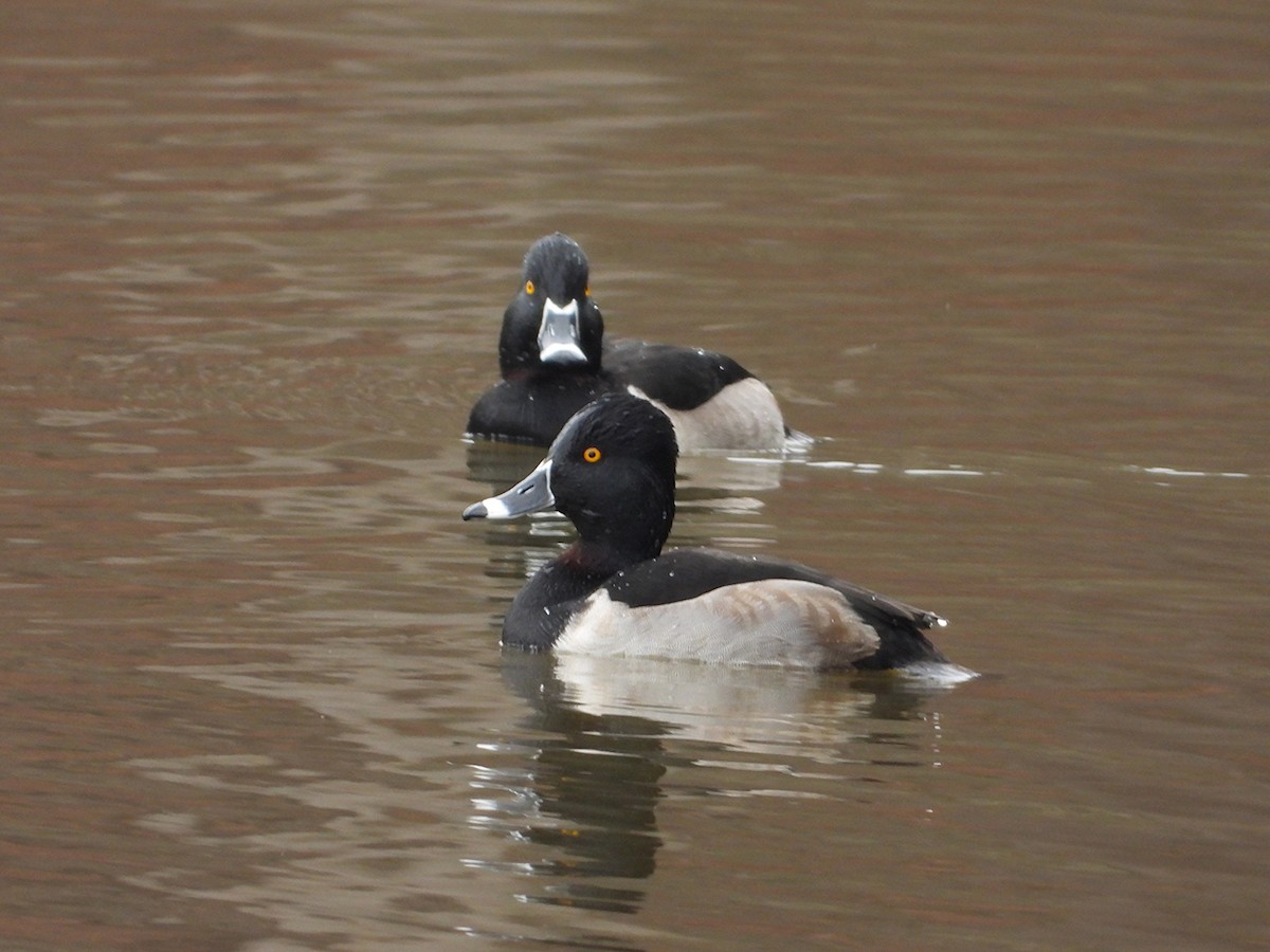 Ring-necked Duck - ML646535422