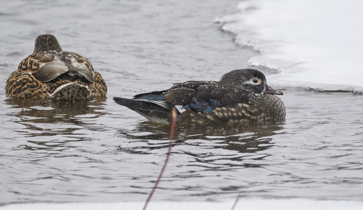 kachnička karolínská - ML646535433