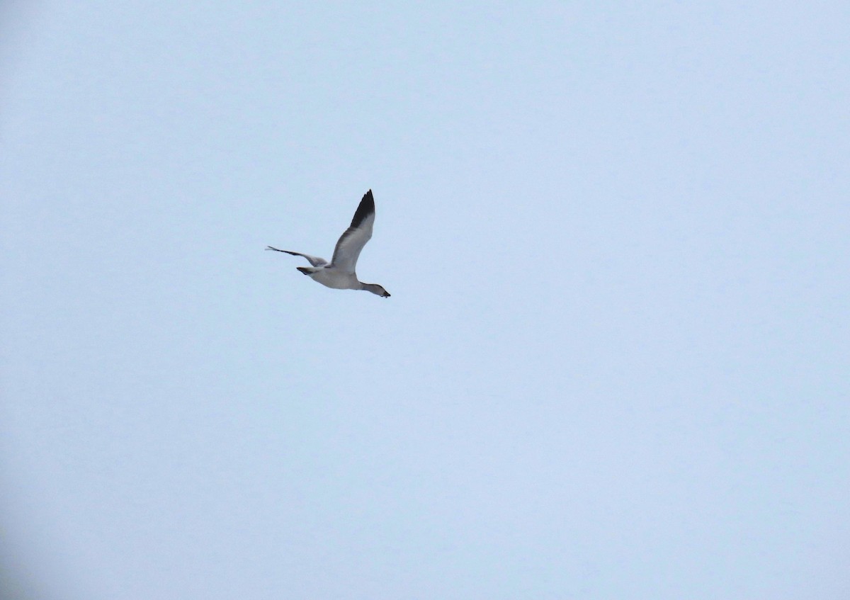 Snow Goose - ML646535434