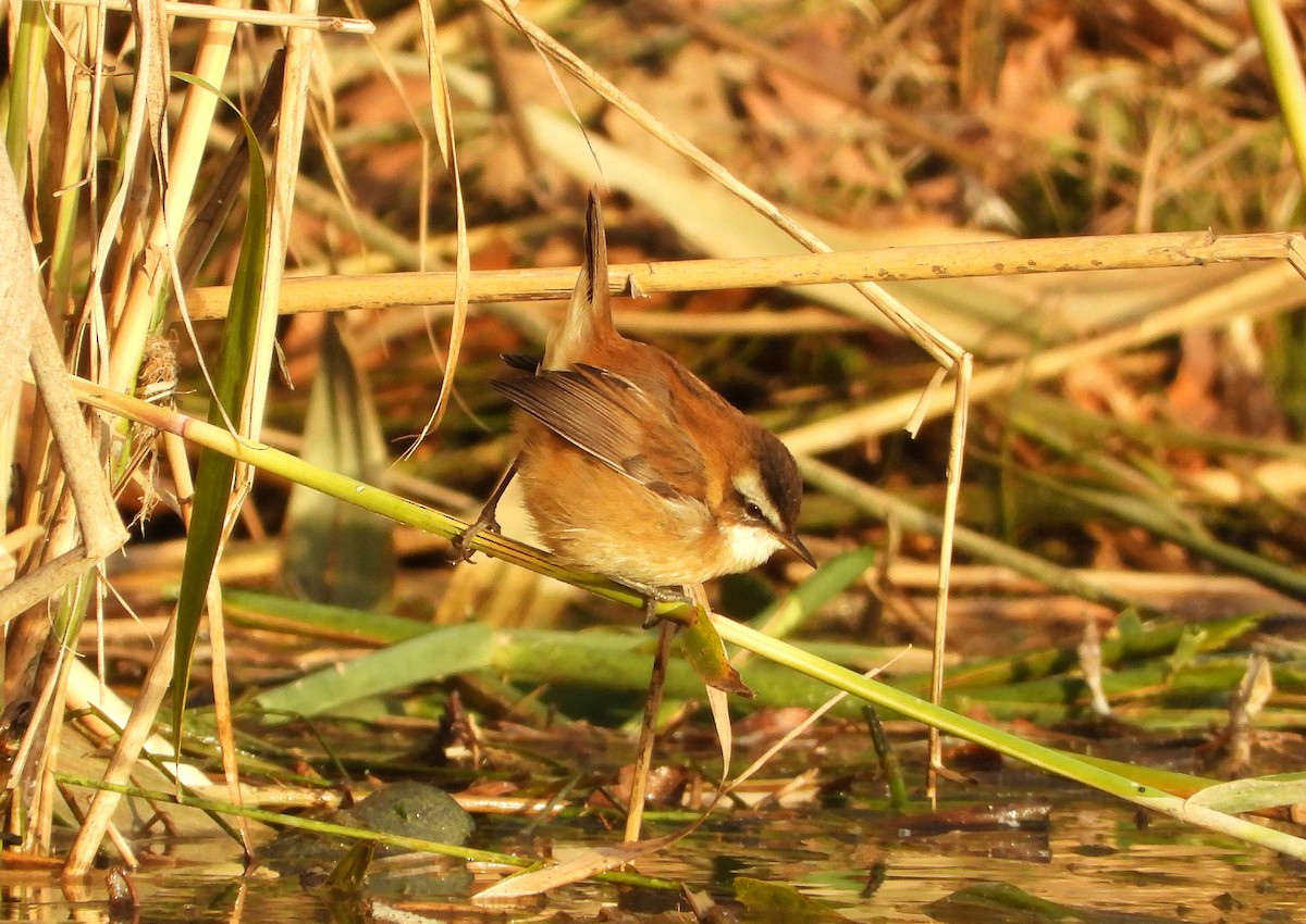 Moustached Warbler - ML646535439